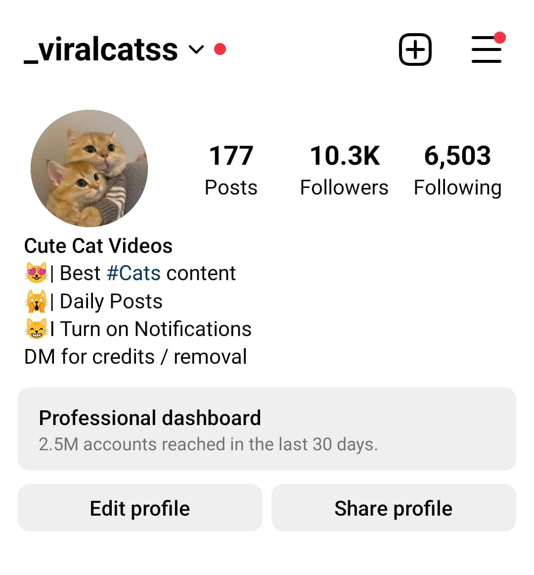 13k cats preview