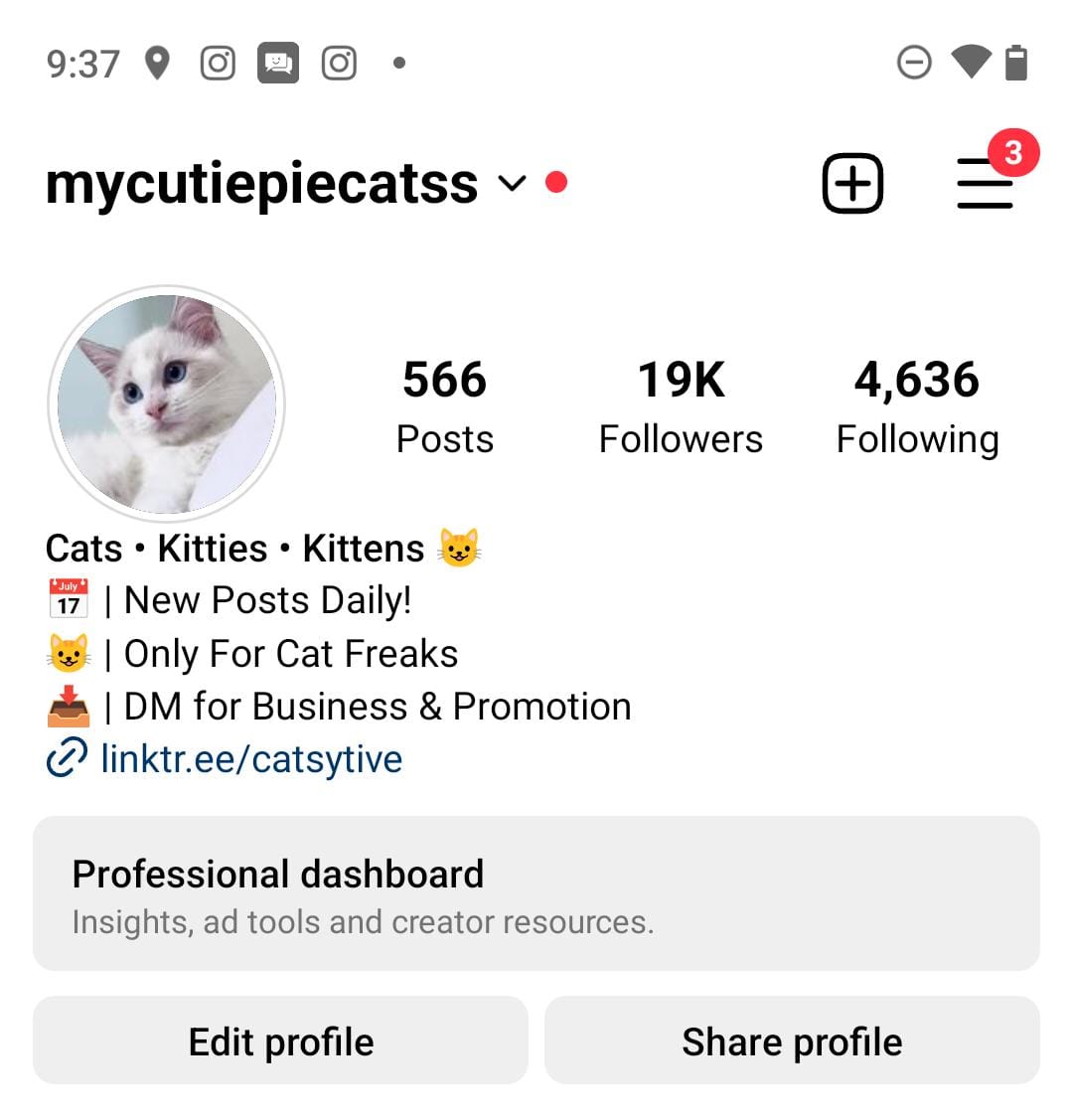 24k cats preview