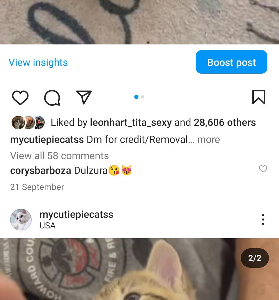 24k cats screenshot 3