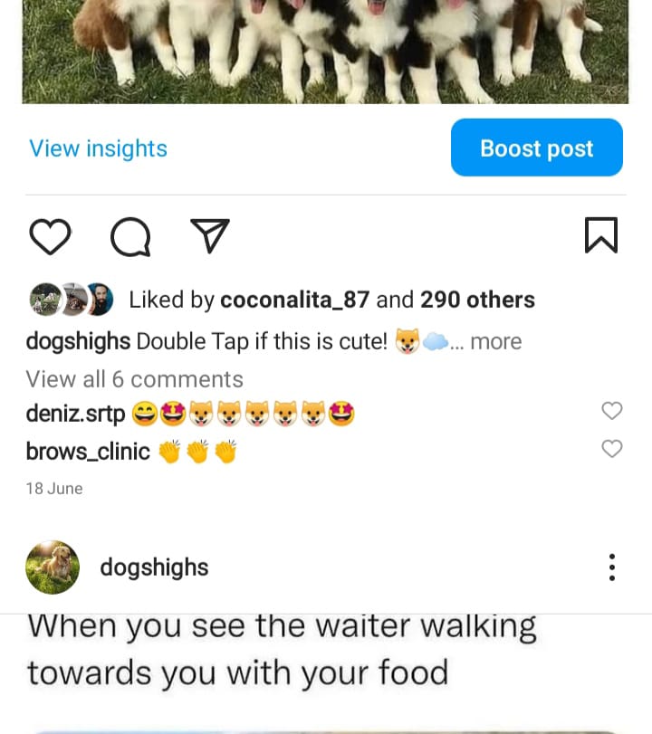 2.1k dog memes screenshot 2
