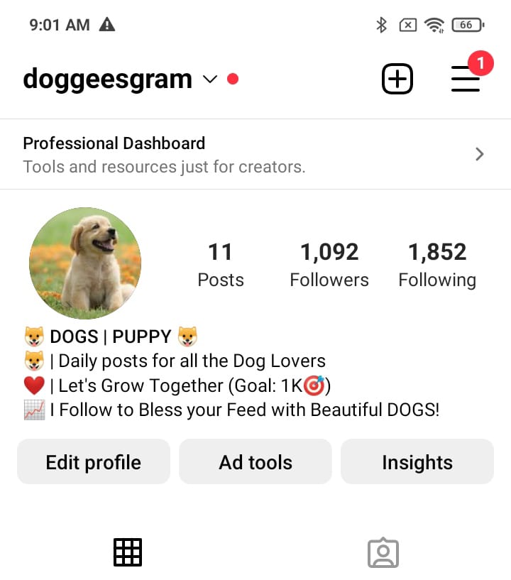 2.1k dogs preview