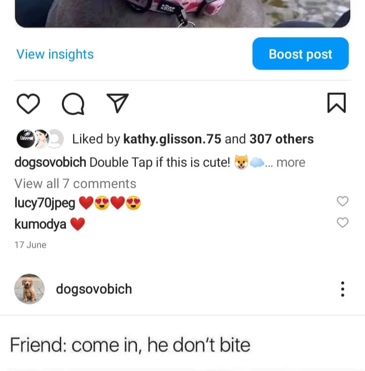 2.5k dog memes screenshot 2
