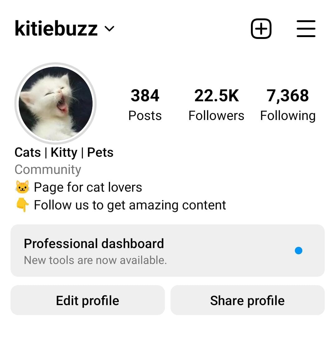 28k cats preview