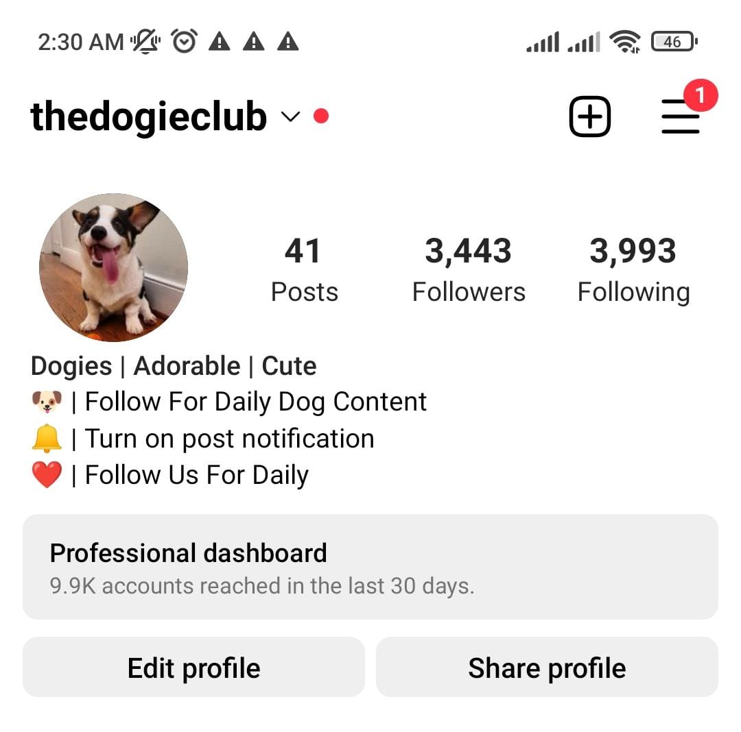 4k dogs preview