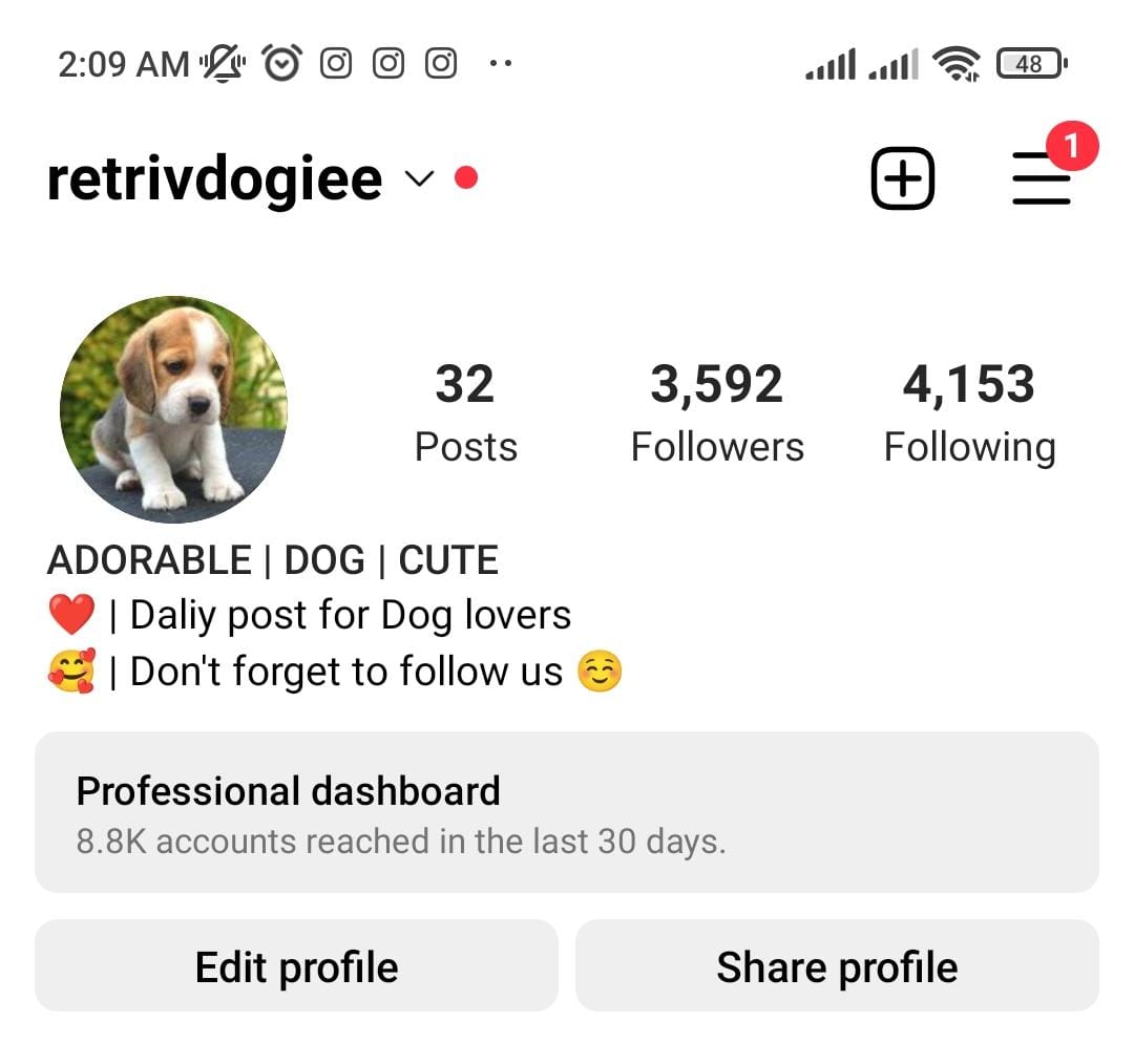 4k dogs preview