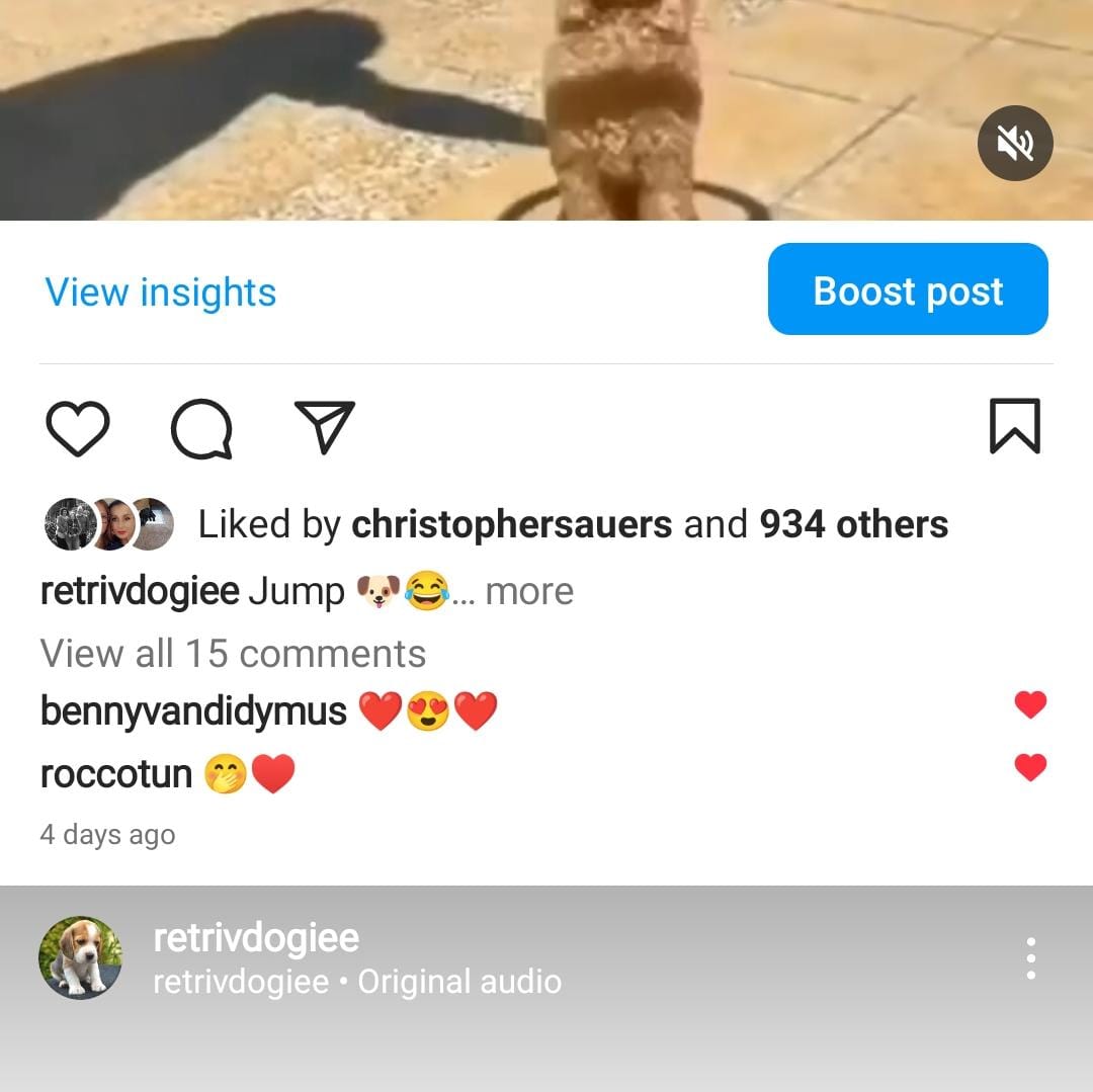 4k dogs screenshot 3