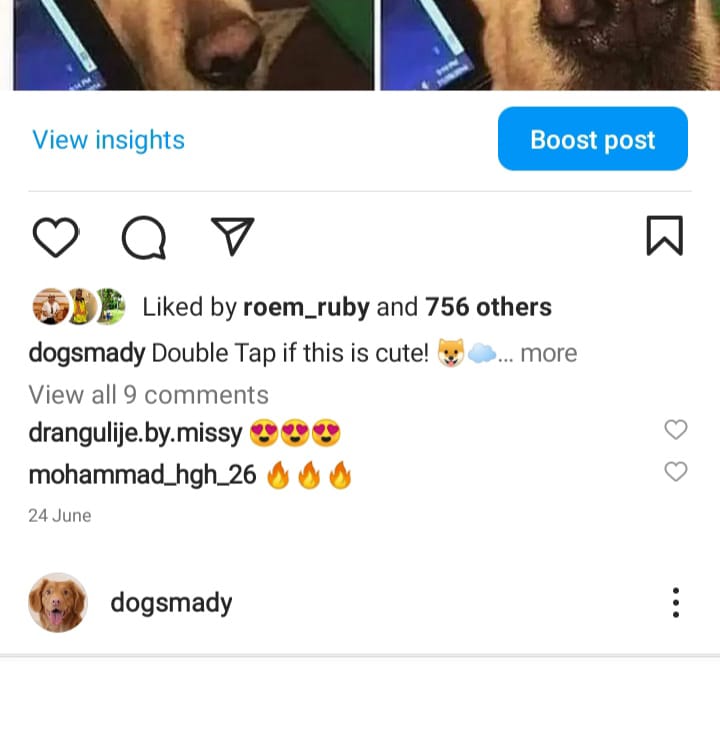 3k dog memes screenshot 2
