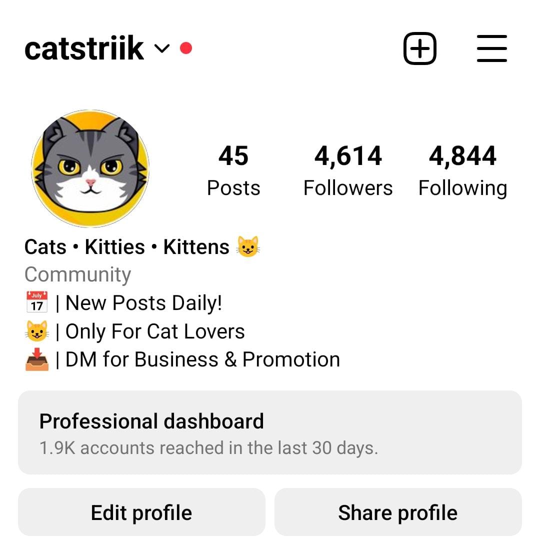 5.4k cats preview