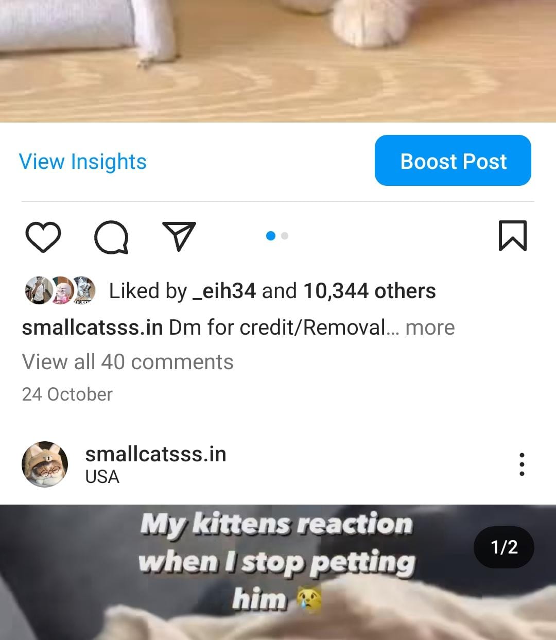 9k cats screenshot 2