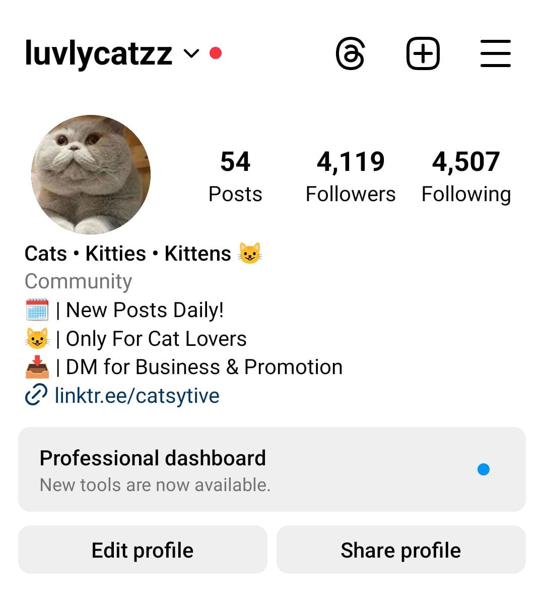4.9k cats preview