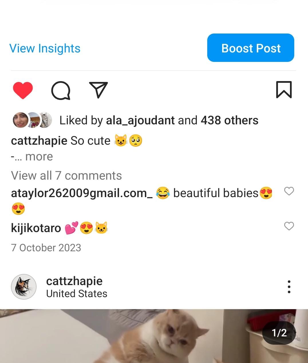 4.8k cats screenshot 2