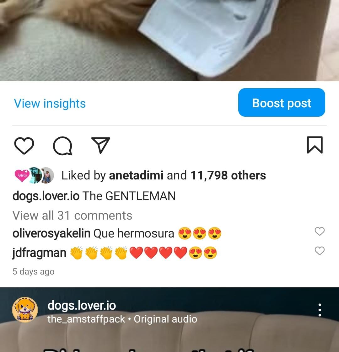 6.4k dogs screenshot 3