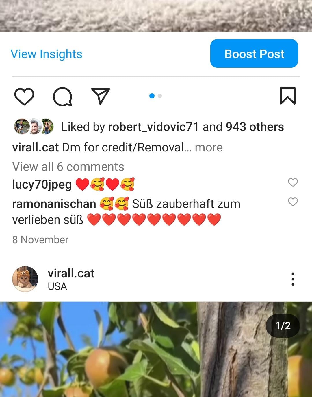 6k cats screenshot 3
