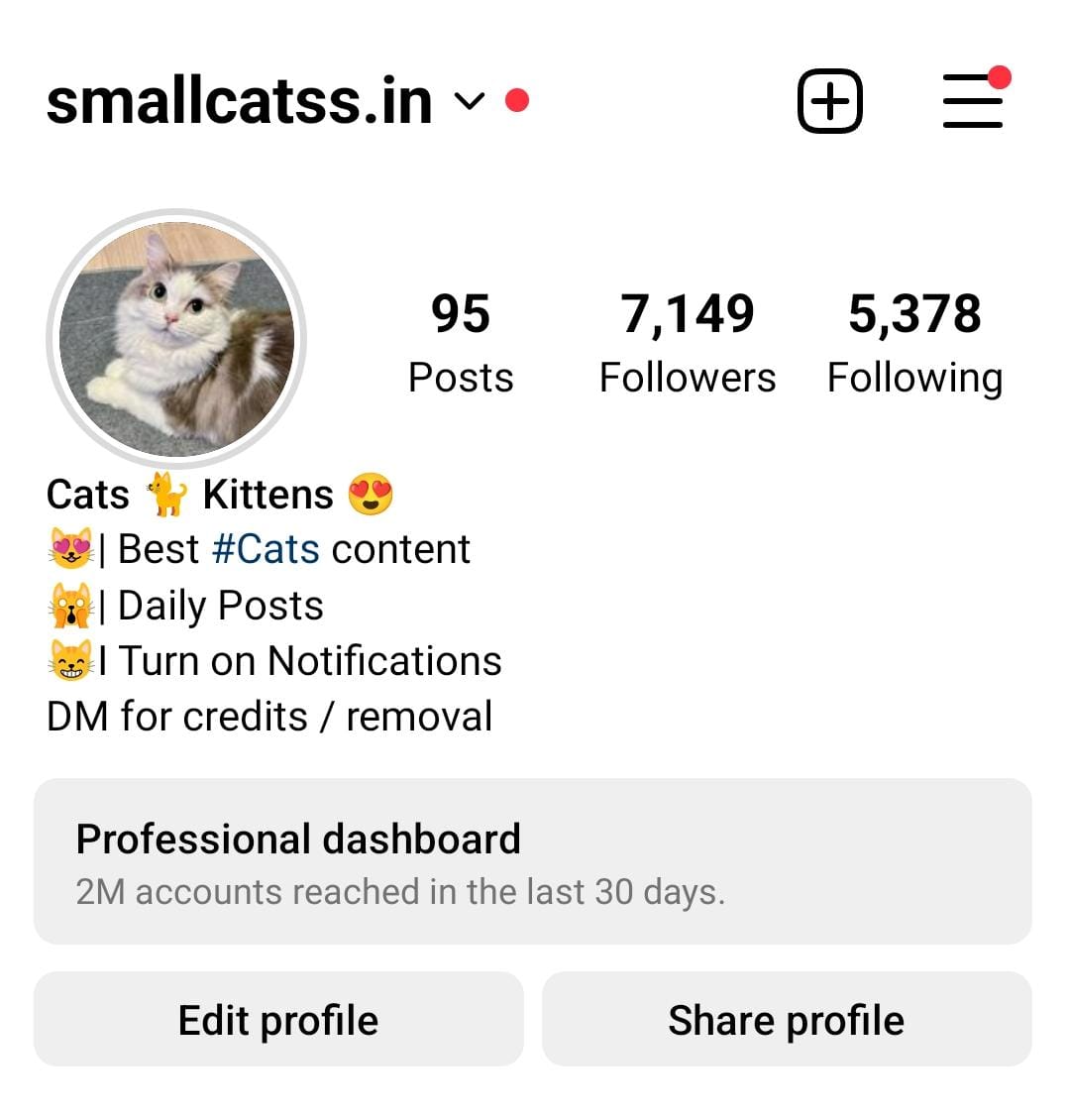 9k cats screenshot 1