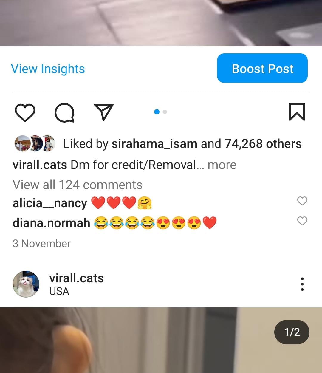 16k cats screenshot 3