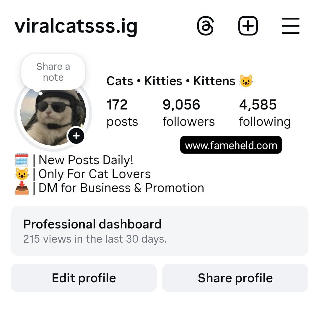 14k cats preview