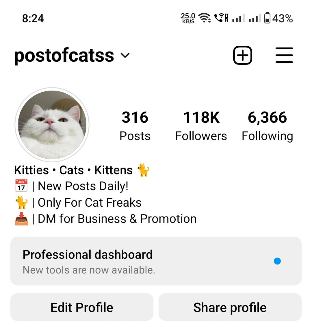 125k cats preview